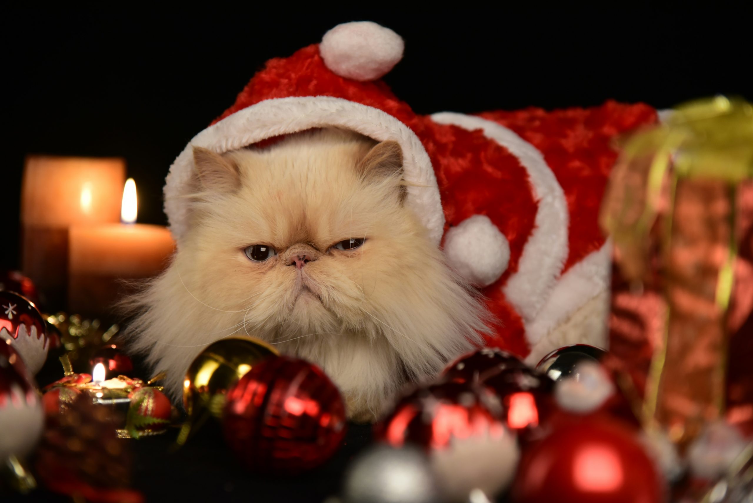 Christmas Tree Cat Crawl: A Fun and Cozy Holiday Trend for Pet Lovers