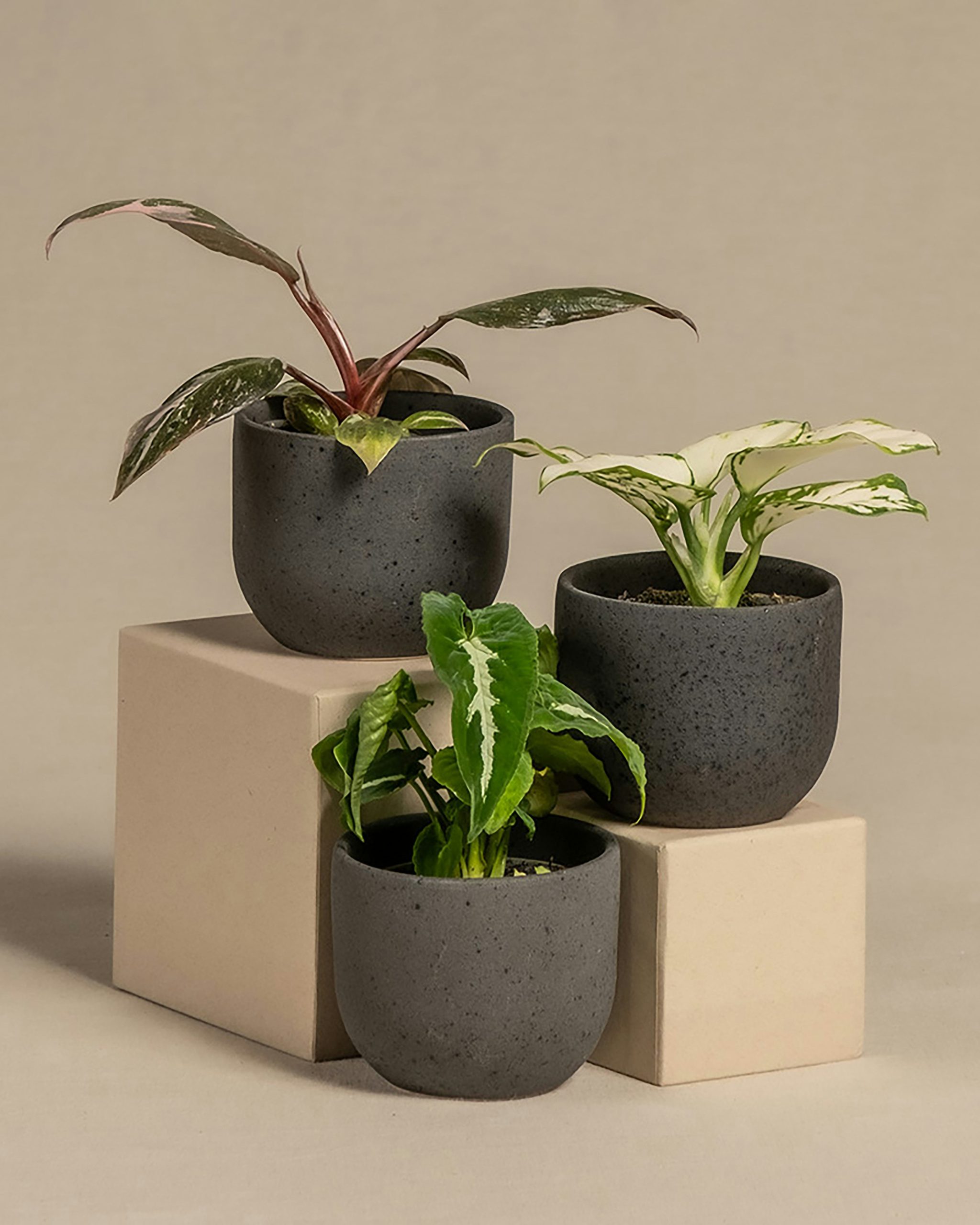 Trendy Corner Plant Stands: Stylish Ways to Elevate Your Indoor Décor