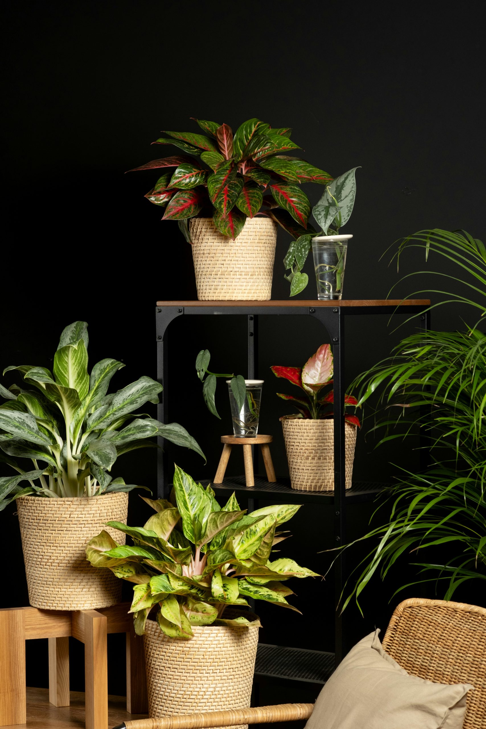 Creative DIY Indoor Plant Shelf Ideas to Refresh and Elevate Your Space